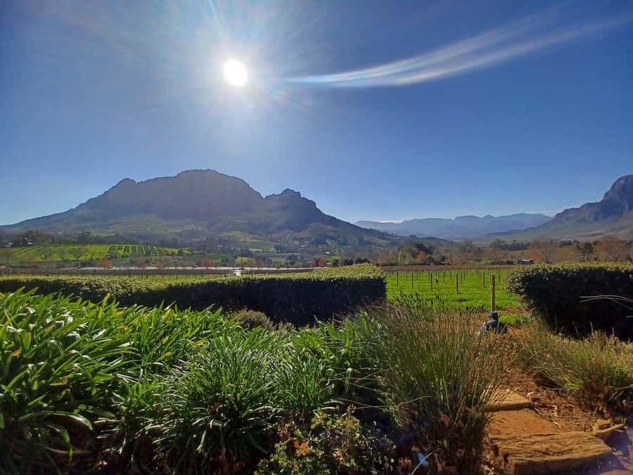 Cape Town: Stellenbosch Wine Half-Day Tour - Why this half-day tour works well from Cape Town
