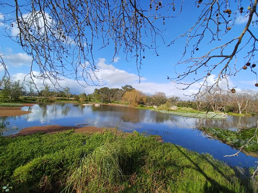 Cape Town: Stellenbosch Wine Half-Day Tour - Stellenbosch brings Cape Dutch charm before the first glass