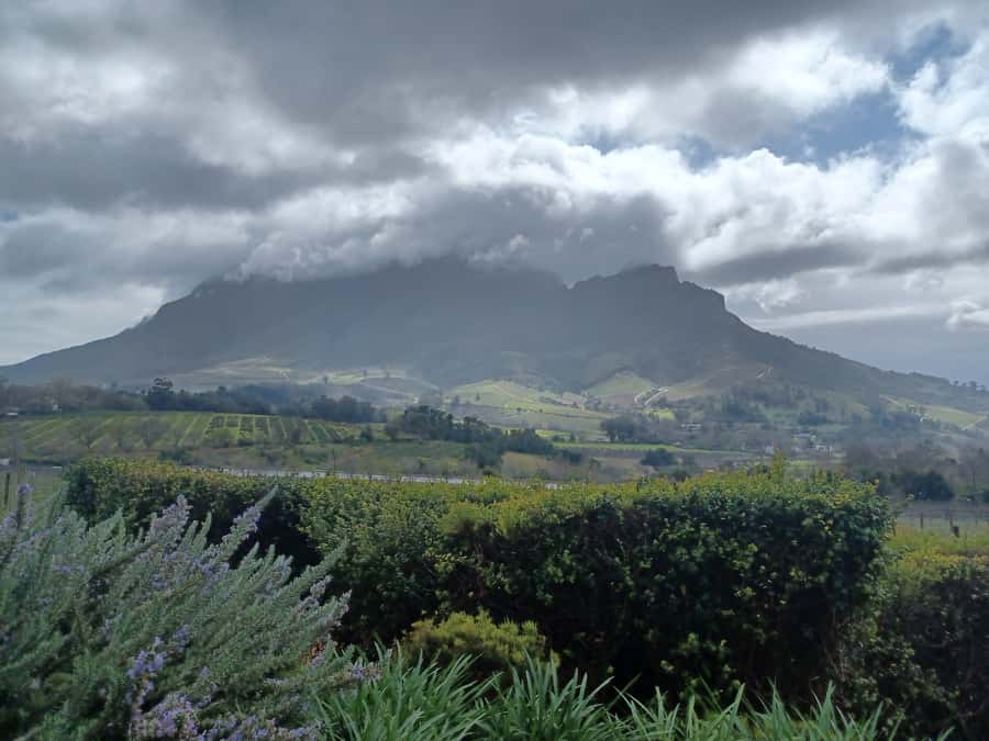 Cape Town: Stellenbosch Wine Half-Day Tour - Marianne pairs South African wine with biltong