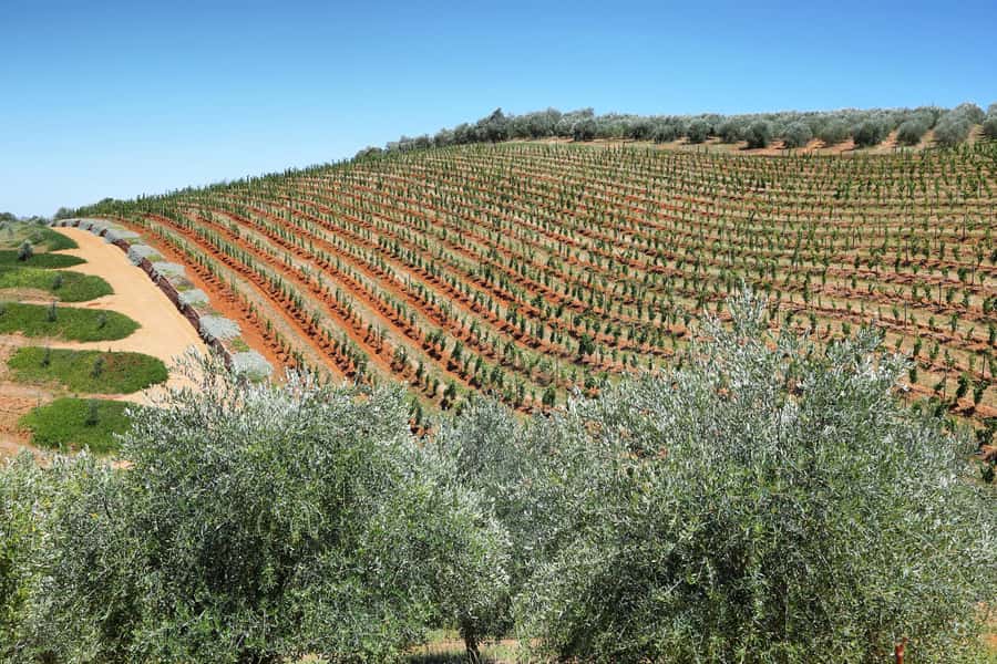 Cape Town: Wine Tram & Winelands Tour with Tastings & Pickup - Lunch depends entirely on the package