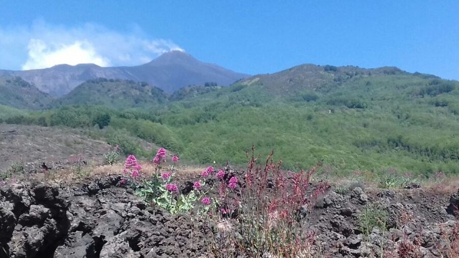 Catania: Mount Etna Sunset Tour and Etna Doc Wine - Key points to know before booking