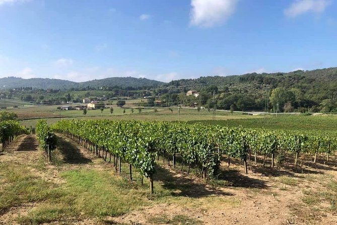 Cellar Tour & Wine Tasting - Walking through the vineyard and cellar