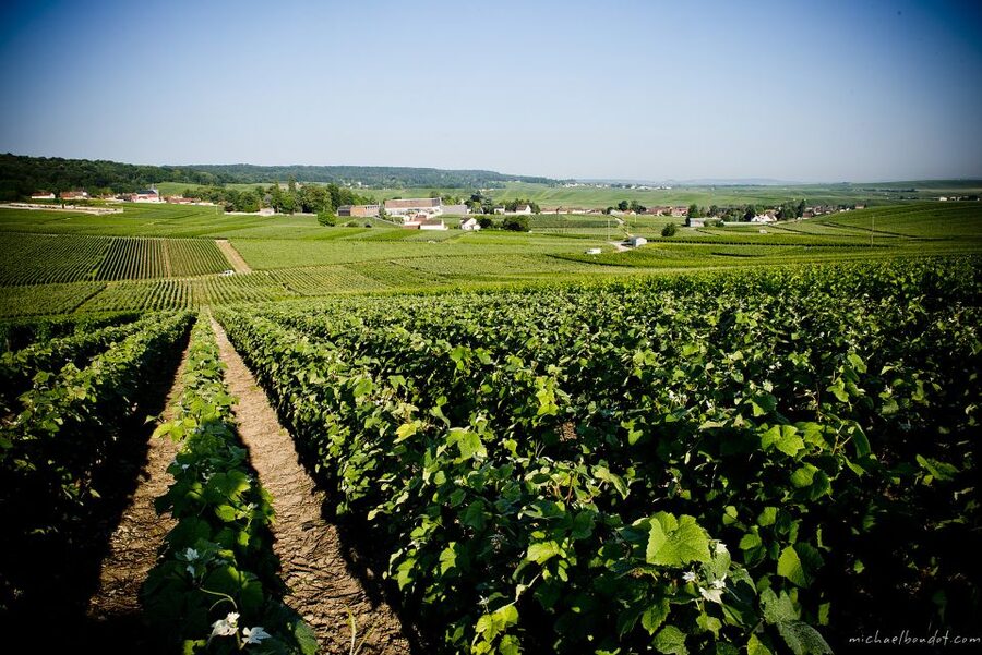 Champagne: Canard-Duchêne Champagne House Tour - Understanding how champagne reaches maturity