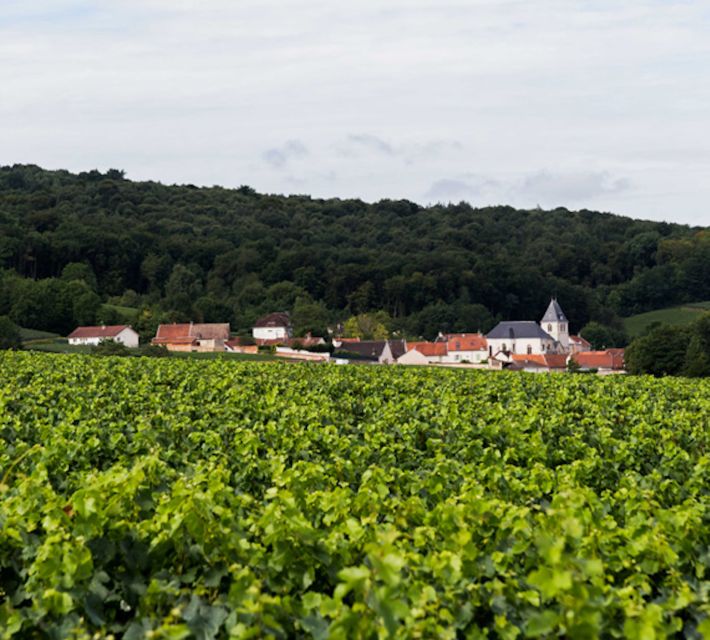 Champagne: Canard-Duchêne Champagne House Tour - Is $25 good value for one hour?