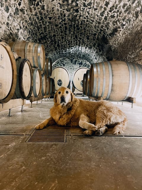Champagne Cellar Experience: Explore our historic cellars - Is $23 a fair price?
