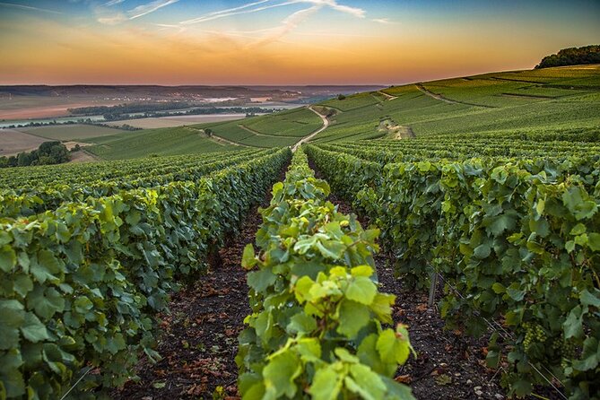 Champagne Day Trip from Reims including 9 Champagne Tastings - The third grower and the nine-glass finish