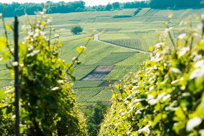 Champagne Day Trip with 6 Tastings, Reims and Winery from Paris - Épernay offers one hour for lunch and a walk