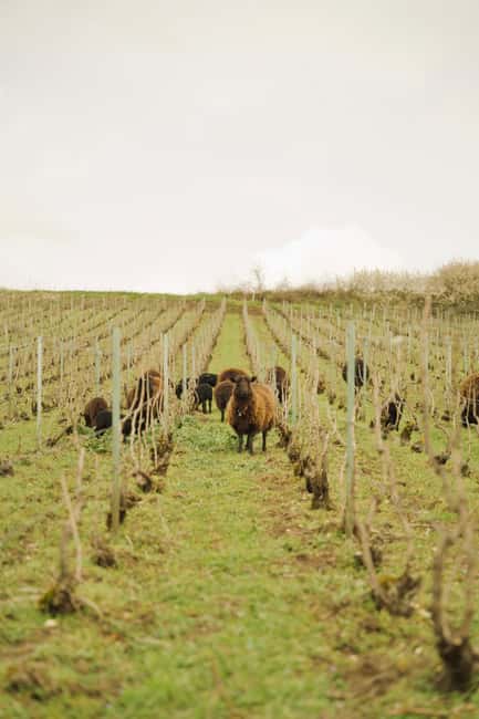 Champagne Vineyard Experience: Delve into the terroir - Below ground in the historic cellar