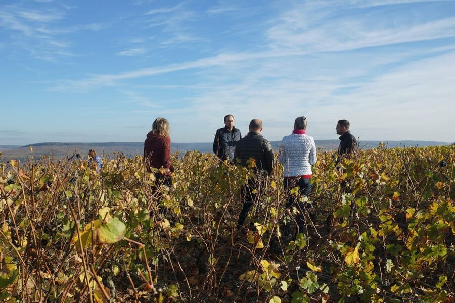Champagne Vineyard Experience: Delve into the terroir - Who will enjoy Champagne Harlin most