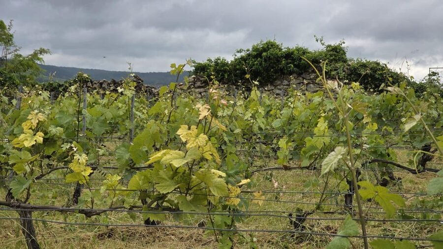 Champagne Vineyard Experience: Delve into the terroir - Should you book this Champagne vineyard experience?