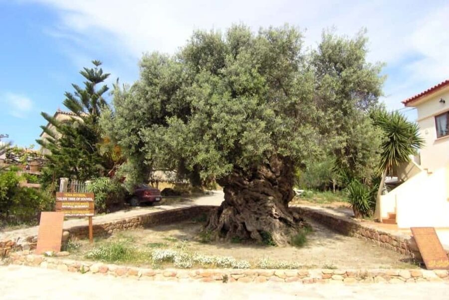 Chania Area: Food Tasting Tour with Winery Visit - Ano Vouves and the ancient olive tree