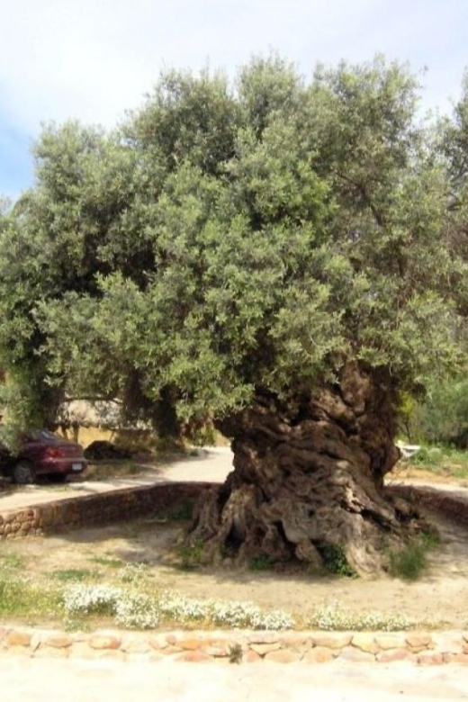 Chania Area: Food Tasting Tour with Winery Visit - What the $44 price really buys