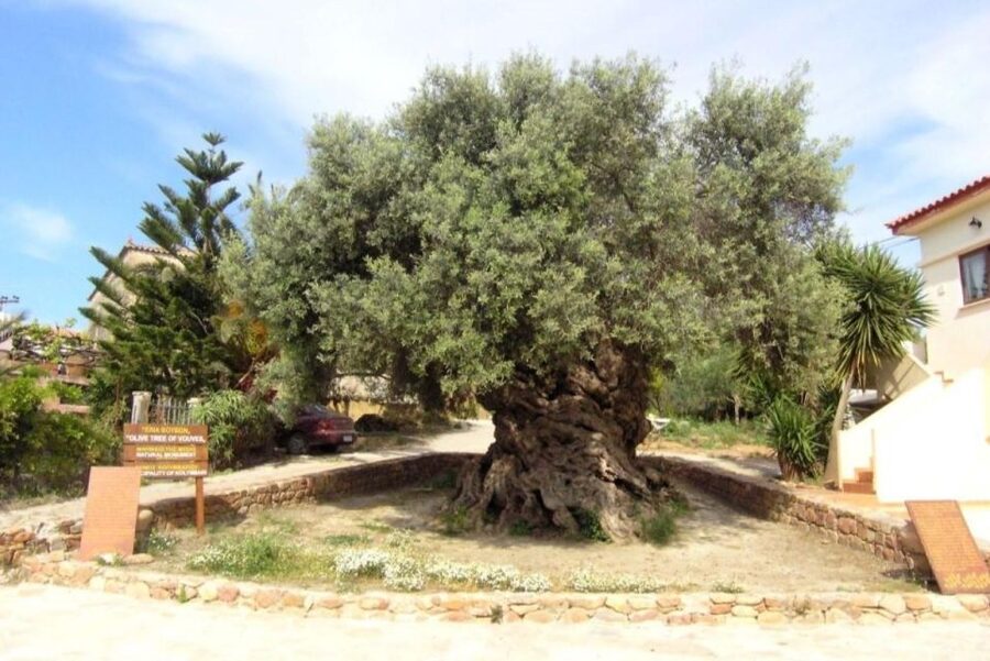Chania Area: Food Tasting Tour with Winery Visit - Practical booking advice