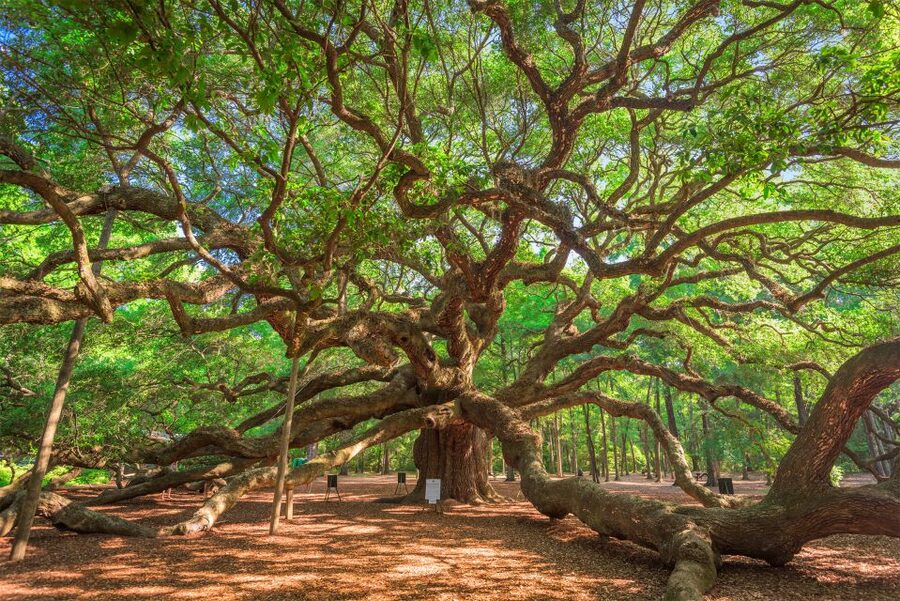 Charleston: Wadmalaw Island Wine Tasting and Tea Garden Trip - Key things to know before you go