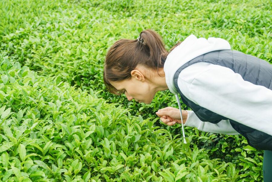 Charleston: Wadmalaw Island Wine Tasting and Tea Garden Trip - Is $149 a fair price?