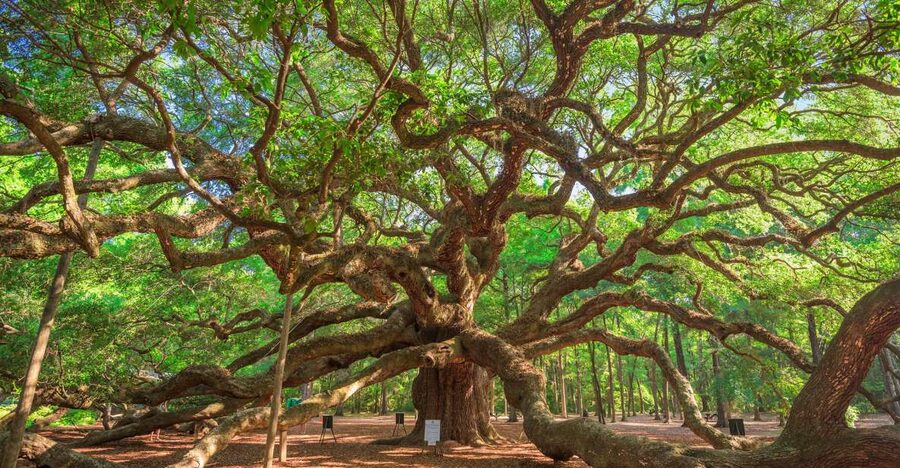 Charleston: Wadmalaw Island Wine Tasting and Tea Garden Trip - Meeting the Angel Oak at Angel Tree Park
