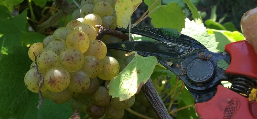 Château du Bois-Huaut: Cellar Tour and Wine Tasting Class - Strolling through the vineyard