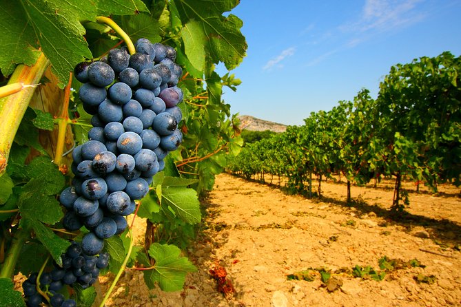 Châteauneuf du Pape Wine Day Tasting Tour including Lunch from Avignon - Châteauneuf-du-Pape, the day’s best-known name