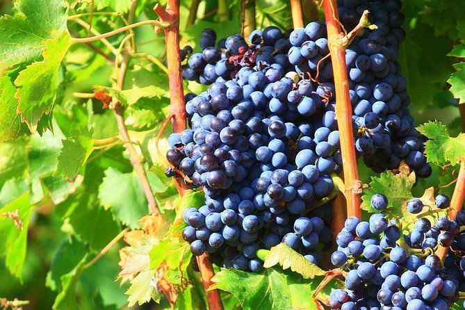 Châteauneuf du Pape Wine Day Tasting Tour including Lunch from Avignon - What $193.57 buys you