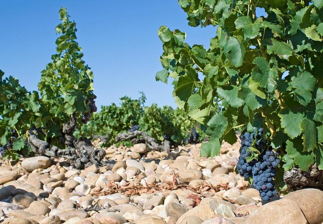 Chateauneuf du Pape wine tour - Why Châteauneuf-du-Pape Makes a Good Day Trip from Avignon