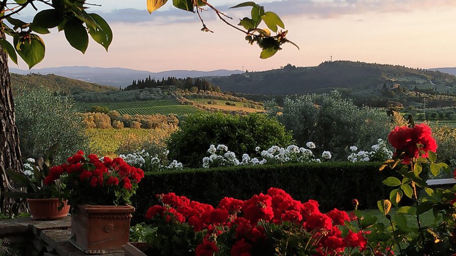 Chianti: Vineyard to Bottle Winery Visit with Tastings - Walking through vines and olive fields