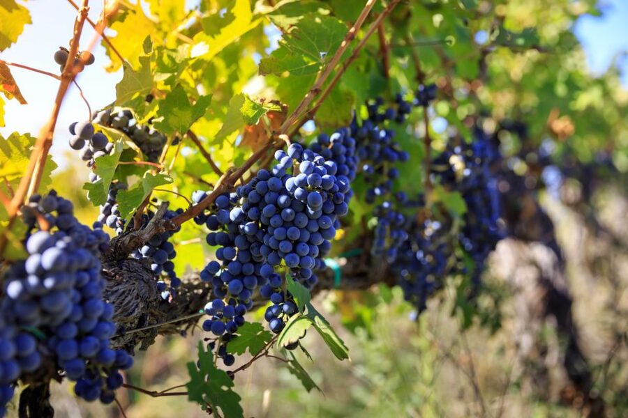 Chianti: Wine and Olive Oil Tasting with Cellar Tour - The Orciaia and the olive oil stop
