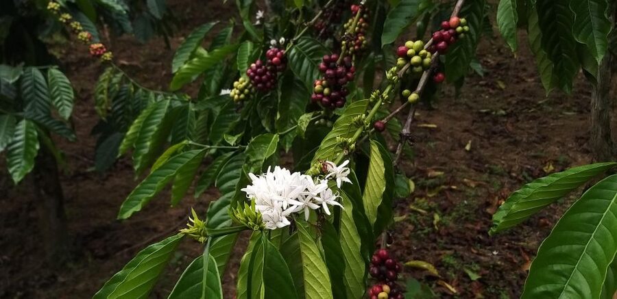Coffee - Wine - Tea Da Lat's Agricultural Treasures Tour - What to bring and how to manage the day