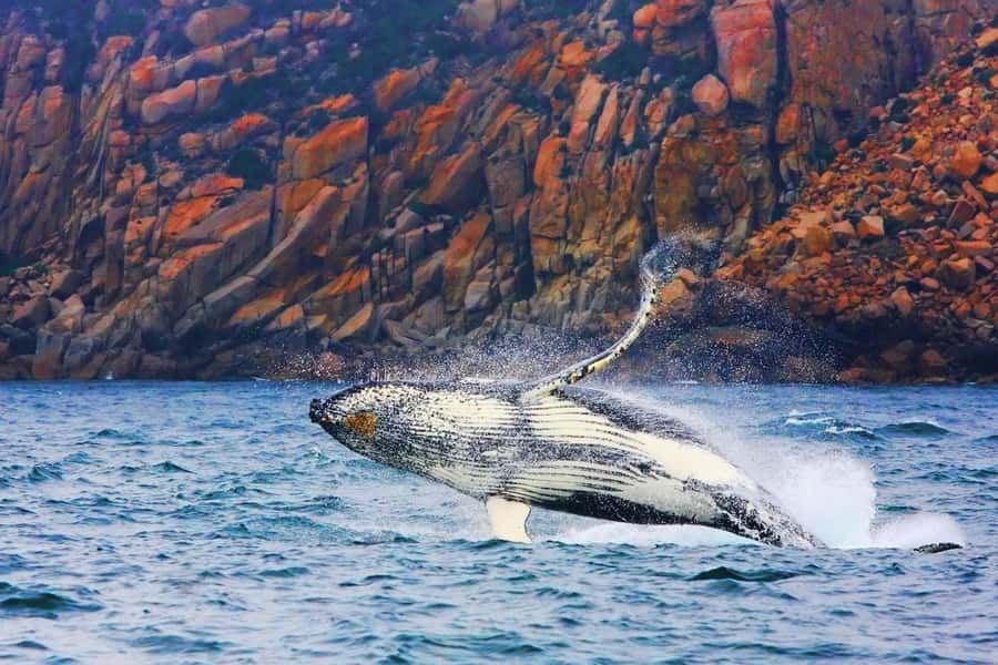 Coles Bay: Wineglass Bay Adults-Only Cruise with Lunch - Key points to know before you book