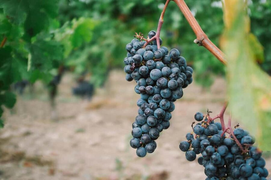 Côte de Beaune Half-Day Wine Tour from Dijon - Key points before you book