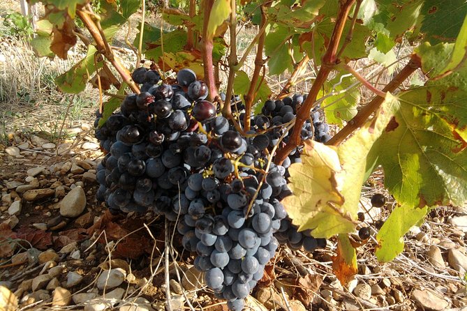 Cotes de Provence Wine Tour from Aix-en-Provence - What the guides add to the experience