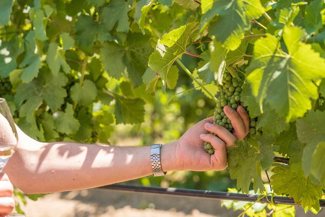 Cotes de Provence Wine Tour from Aix-en-Provence - Practical details that matter