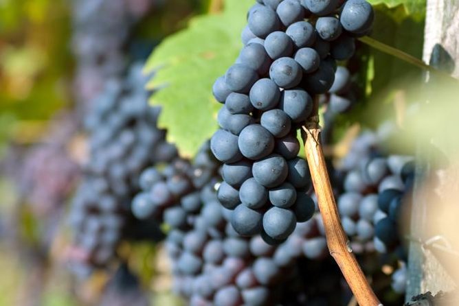 Countryside Half-day Gastro-Wine Tour from Budapest Meal & pickup - Price and value at $99.16