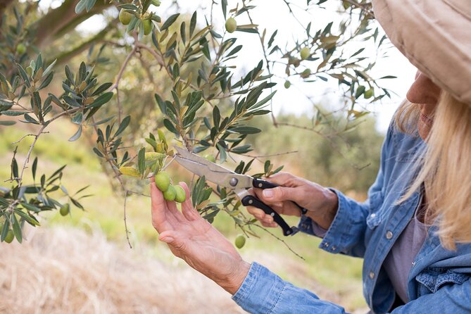 Cretan Wines & Olive oil tour - The treasures of Crete - Why the small group changes the day