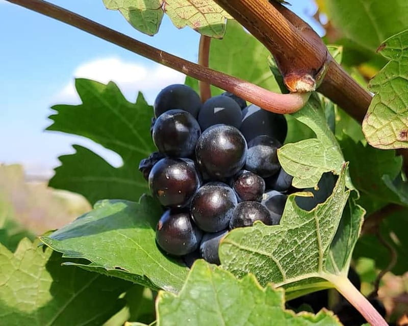 Crete: 2 Wineries Private Tour with Wine Tasting & Lunch - The olive mill starts the day with a splash of oil