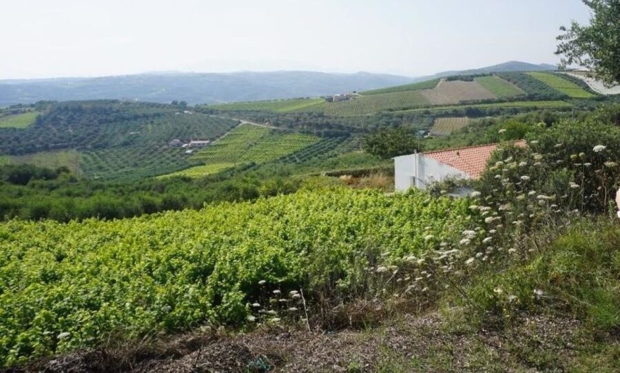 Crete: Full-Day Cretan Wines, Olive Oil, Raki and Food Tour - Is $141 a fair price?