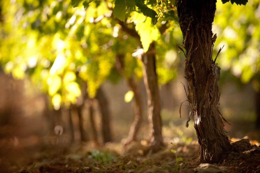 Crete: Olive, Wine, & Raki on a Flavorful Culinary Journey - Why this Crete food tour works