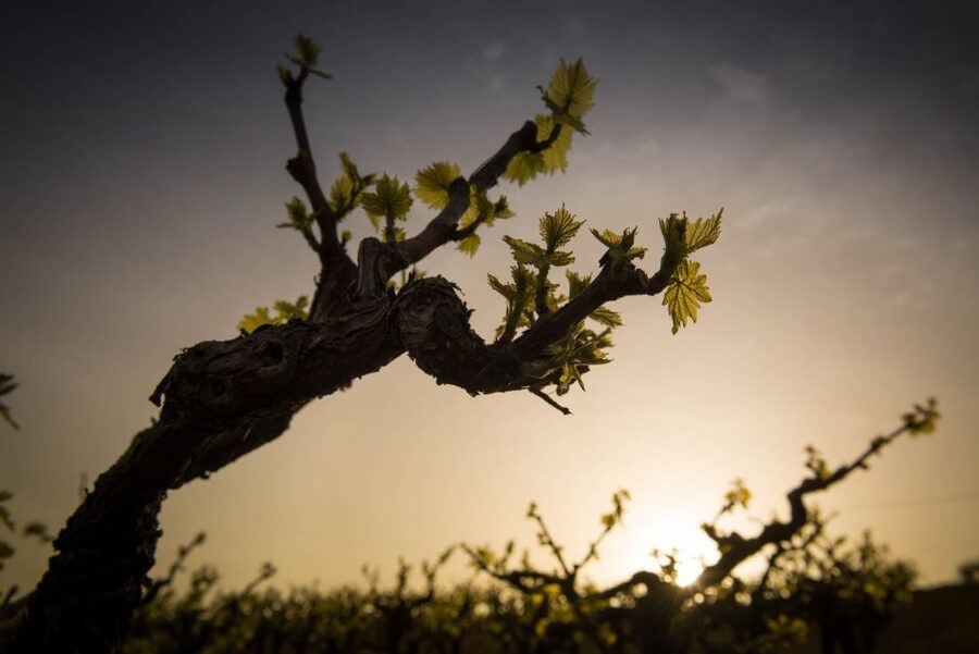 Crete: Olive, Wine, & Raki on a Flavorful Culinary Journey - Skalani and the olive mill