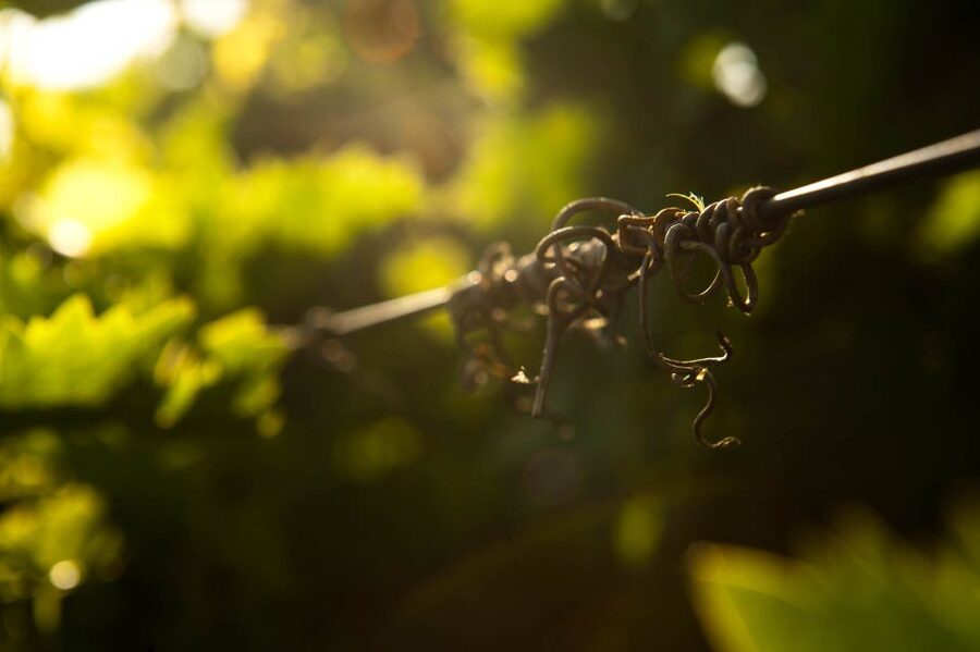 Crete: Olive, Wine, & Raki on a Flavorful Culinary Journey - What the $126 price really covers