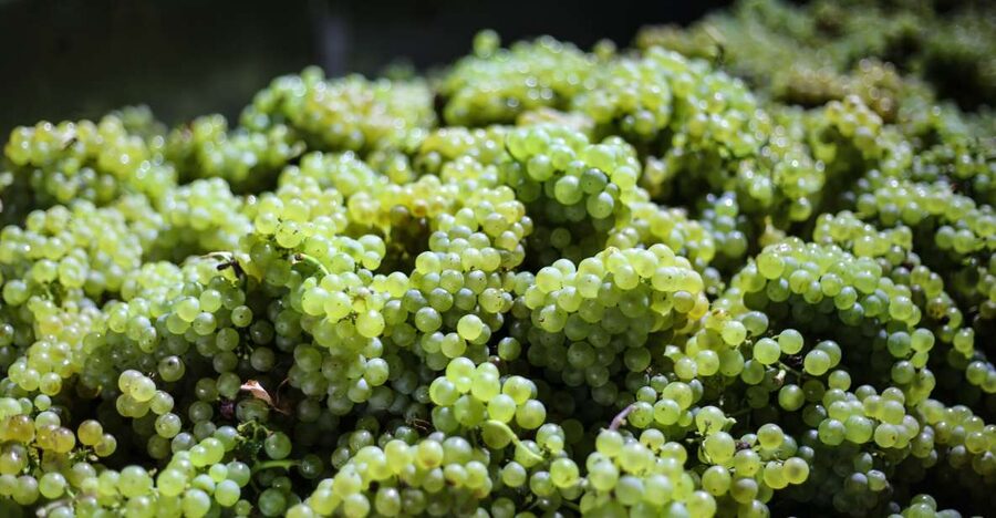 Crete: Olive, Wine, & Raki on a Flavorful Culinary Journey - The guides make or break the day