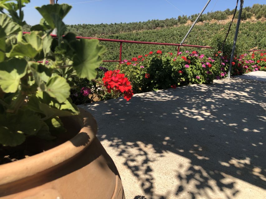 Crete Private Tour: The Secrets of Wine, Olives & Honey - Garazo, where the village becomes the attraction