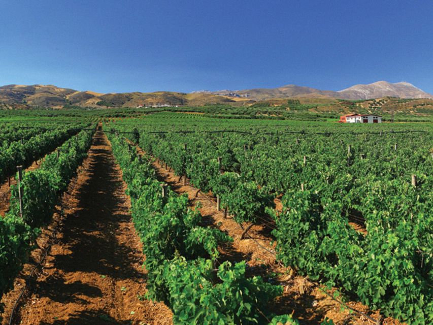 Crete Private Tour: The Secrets of Wine, Olives & Honey - What the private vehicle adds