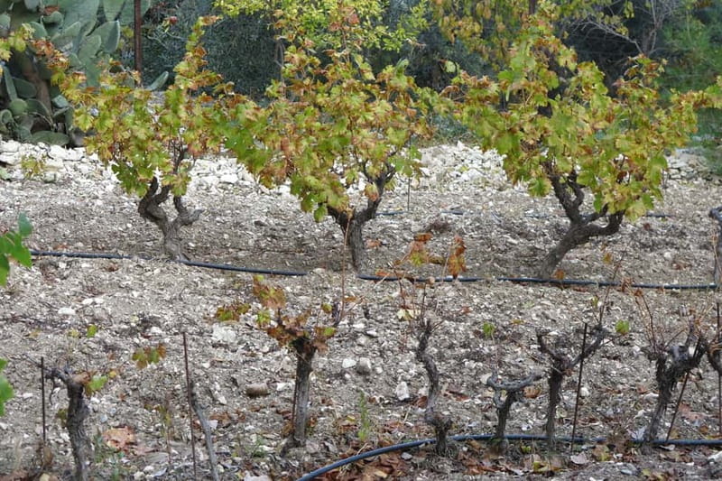 Cyprus: Troodos Mountain Food & Wine Tasting Tour with Lunch - The Troodos food tour at a glance
