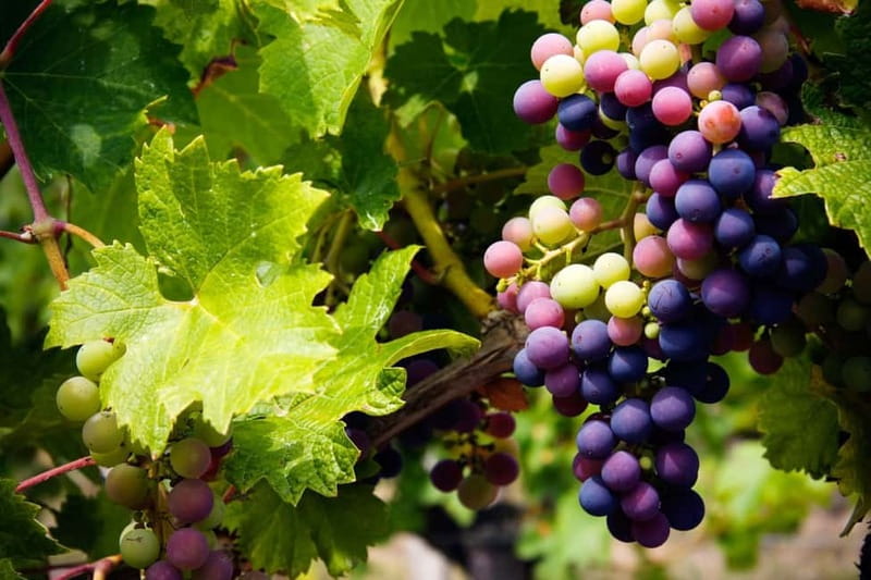 Cyprus: Troodos Mountain Wine Tour with a Local - Quick reasons to consider this Troodos wine tour