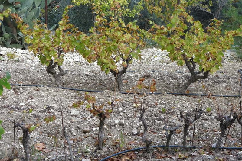 Cyprus: Troodos Mountain Wine Tour with a Local - Food tastings followed by a generous meze