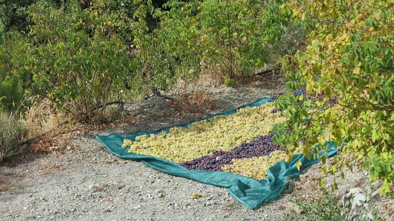 Cyprus: Troodos Mountains Villages and Wineries Tour - Three family wineries with different personalities