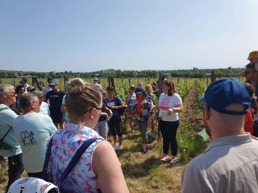 Dare to Alsace Wine with a Feminine Touch - Walking the Vineyards for About an Hour