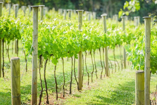 Deluxe Wine Tour to Tamborine Mountain, includes two course lunch - The two-course lunch is more than a midday snack