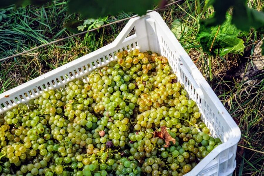 Desenzano: Lugana Wine-Tasting and Vineyard Tour - Four glasses from Lugana and Valtenesi