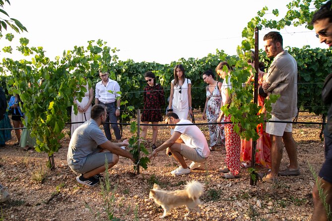 Dinner in the vineyard with wine tasting and walk - Five starters that introduce Apulian cooking