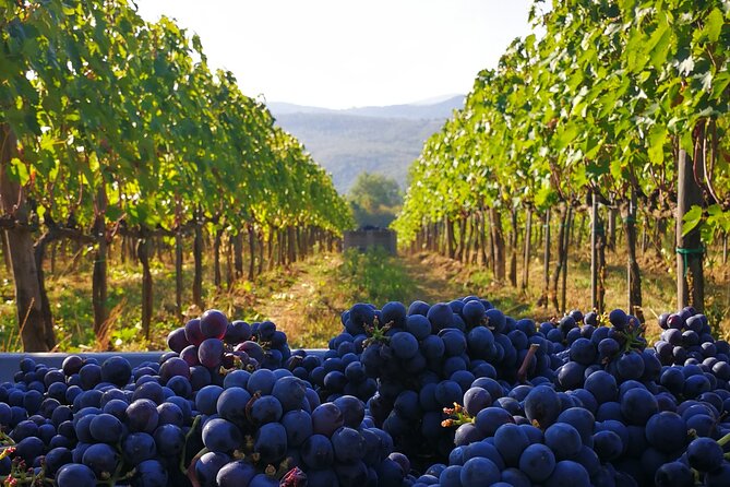 Discover Sustainable Wines in a Guided Tour and Tasting - The guides shape the experience